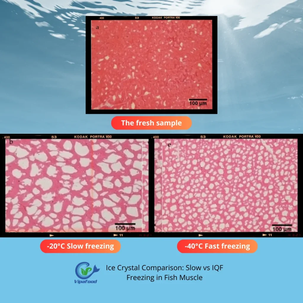 Vinh Phat Food - The Benefits of IQF Technology and Why It’s a Game-Changer for Seafood Industry? 1 Vinh Phat Food - Ice Crystal Comparison Slow vs IQF Freezing in Fish Muscle