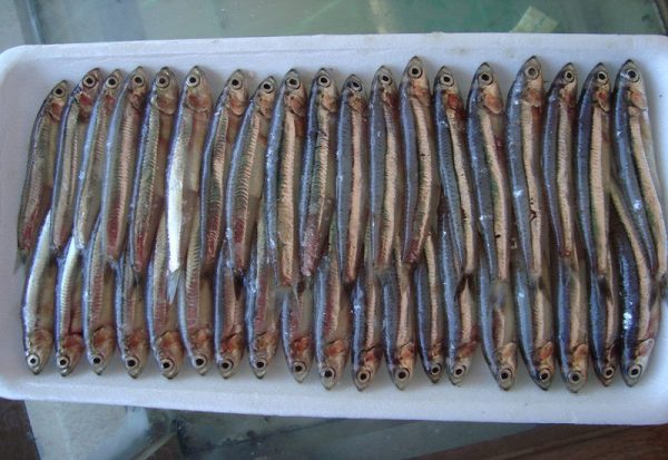 Blue anchovy. size 4-6cm. tray