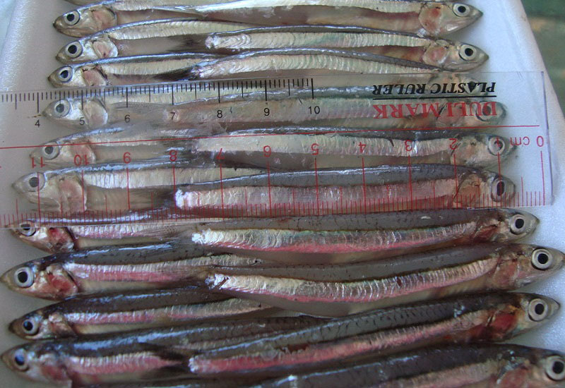 ANCHOVY VINH PHAT FOOD JSC