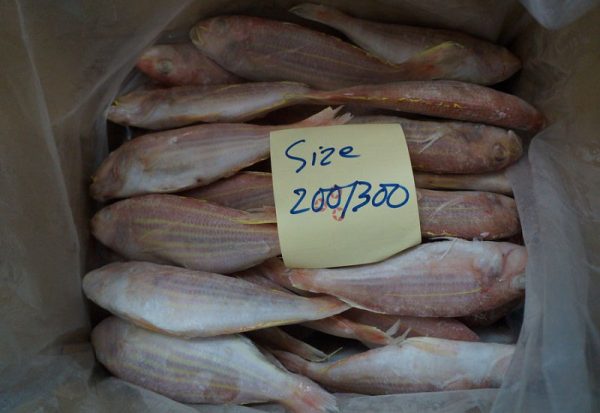 Frozen WR IQF Golden threadfin bream. size 200-300gr.