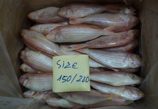 Frozen WR IQF golden threadfin bream 150-200gr