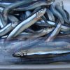 Green spined anchovy ( stolephorus ) size 7-9cm