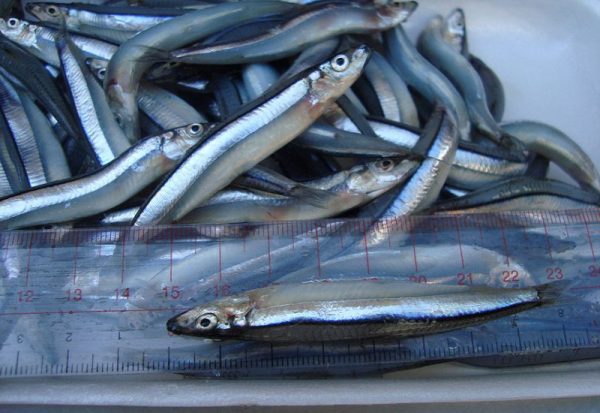 Green spined anchovy ( stolephorus ) size 7-9cm