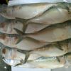 Indian Mackerel