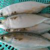 Indian Mackerel 3_1