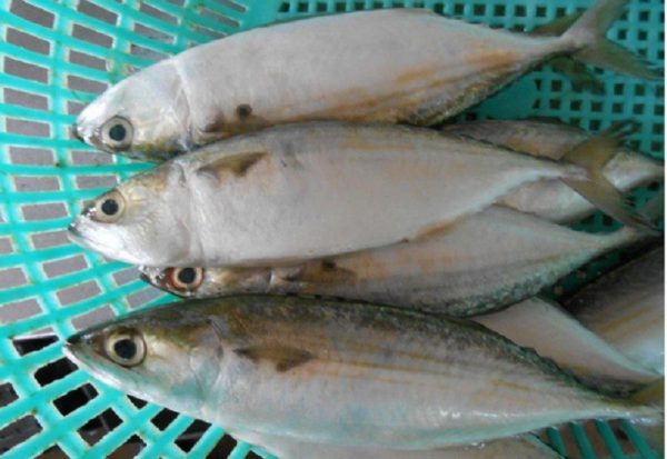 Indian Mackerel 3_1