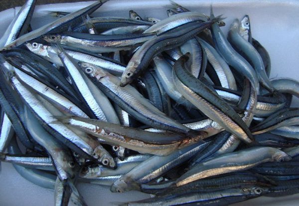 Raw material Green spined anchovy( stolephorus tri )