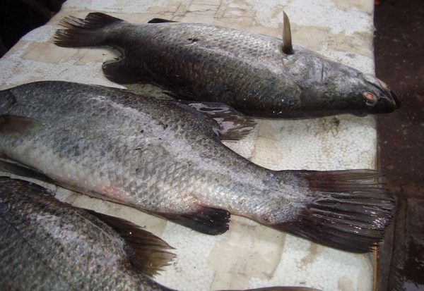 Raw material sea bass, barramundi ( Letes calcarifer )