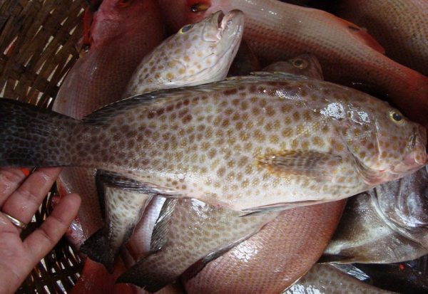 Spotted grouper