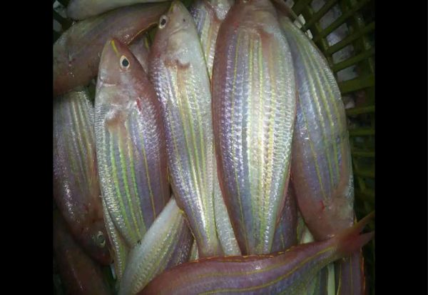 golden threadfin bream fish, golden threadfin bream fish Suppliers