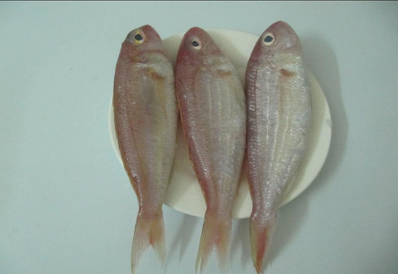 GOLDEN THREADFIN BEAM - VINH PHAT FOOD JSC