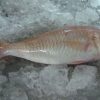 goatfish, red mullet ( Upeneus bensasi )