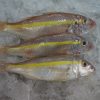 gold band goatfish.( Upeneus moluccensis)