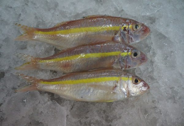 gold band goatfish.( Upeneus moluccensis)