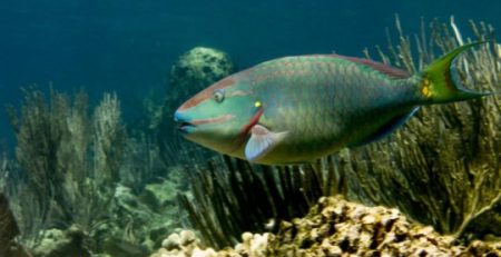 FISHING FOR THE FUTURE OF CORAL REEFS