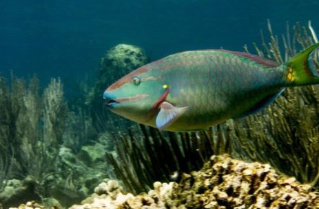 FISHING FOR THE FUTURE OF CORAL REEFS