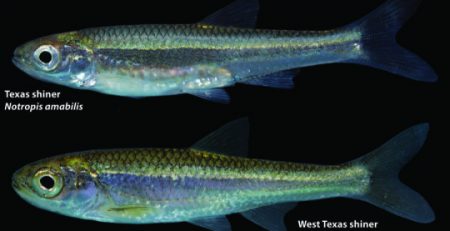 Forgotten fish turns up in West Texas