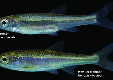 Forgotten fish turns up in West Texas