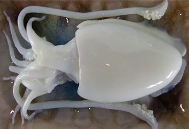 Vinh Phat Food - CUTTLEFISH