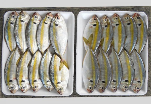 yellow strip trevally