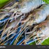 Giant Freshwater Prawn, Fresh shrimp on banana leaf