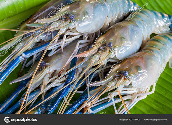 Giant Freshwater Prawn, Fresh shrimp on banana leaf