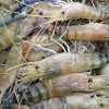 Fresh water prawn 5