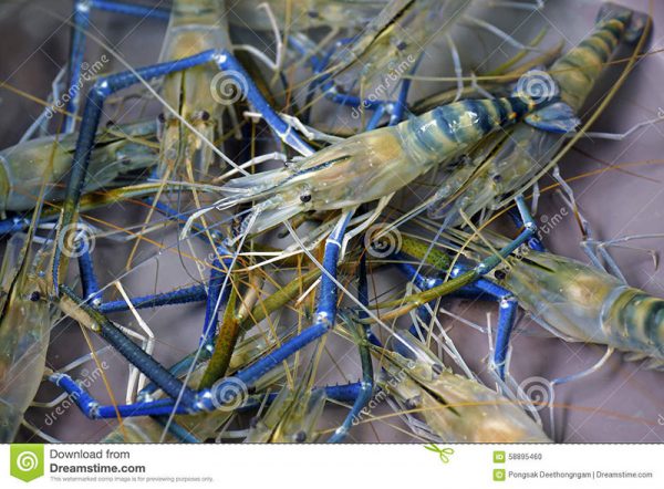 Fresh water shrimp 9