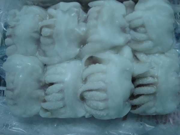 frozen headcuttlefish fillet