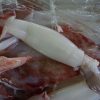 loligo squid skinless 3