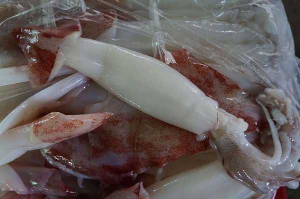 loligo squid skinless 3