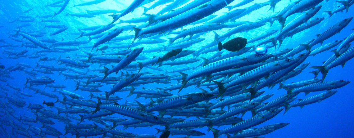 Vinh Phat Food - Fish Background Image